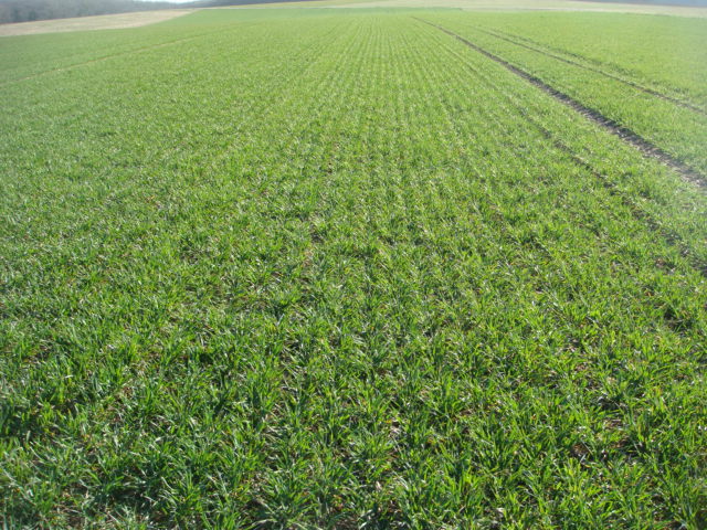 Elixer Dicksaat am 20.3.2015.jpg