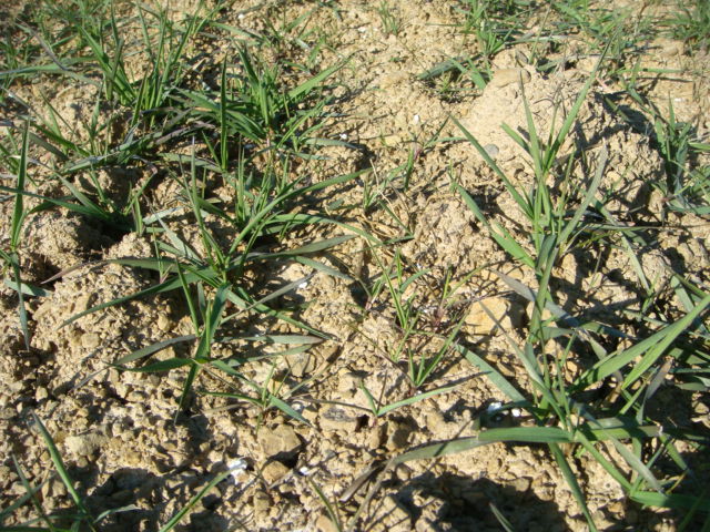 Ungras im Dünnsaatweizen.jpg