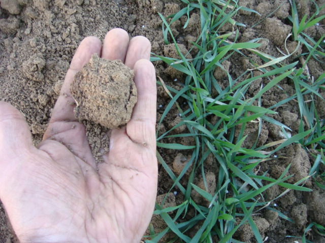 Winis toter Weizenboden.jpg