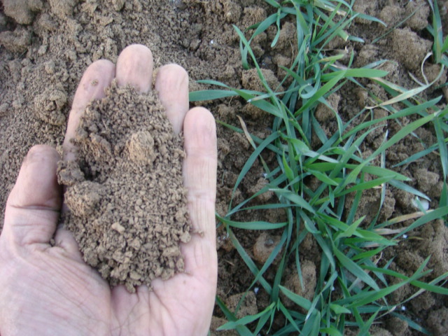 Winis krümeliger Weizenboden.JPG