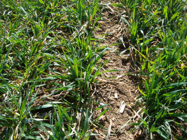 Winis Elixer 20.3.2014.jpg