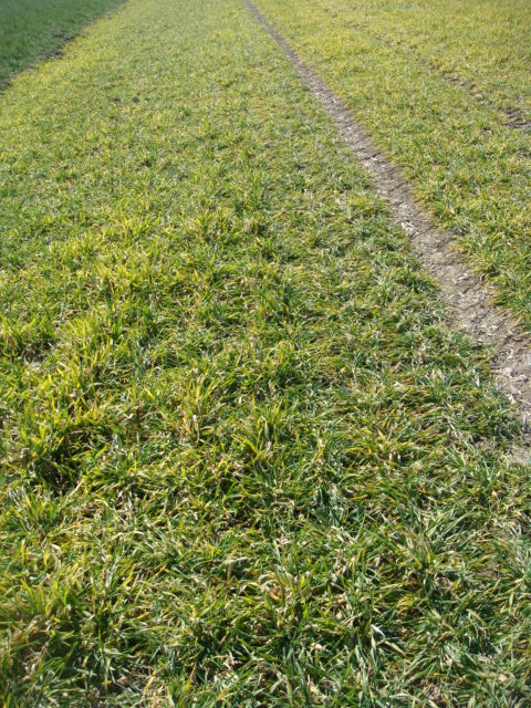 Wintergerste Highlight 20.3.2015.jpg