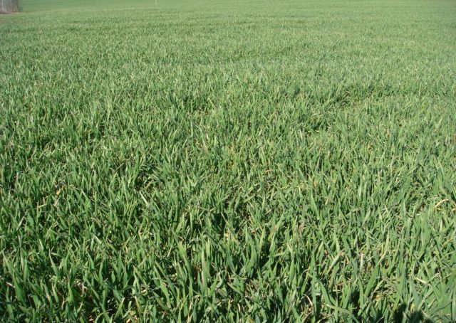 Rapsweizen Elixer 20.3.2015.jpg