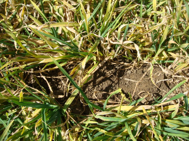 Wintergerste 20.3.15.jpg