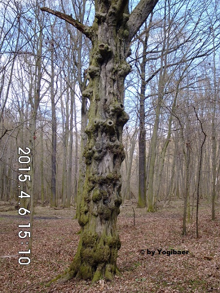 Baum mit Polypen.jpg