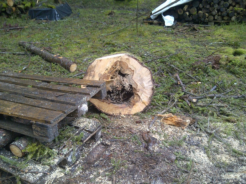 Ordentliche Stockfäule.jpg