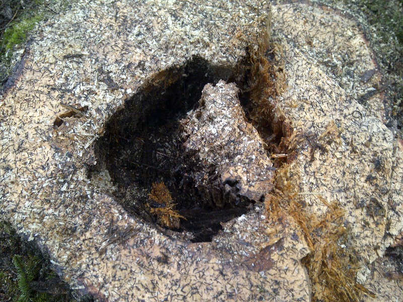 Ordentliche Stockfäule_ Stumpen.jpg