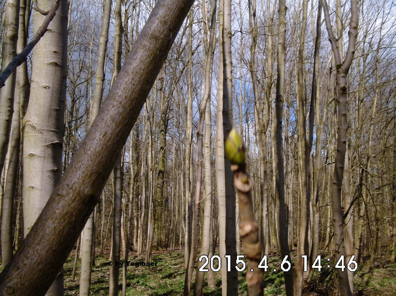 Acer platanoides, Bestandsgründung zwischen 1985-1990.jpg