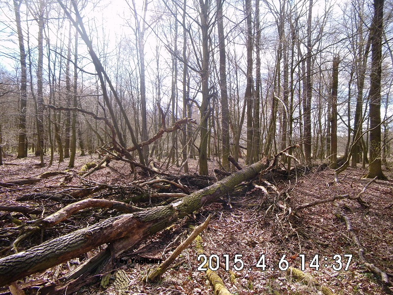 Der Wald der Zukunft.jpg