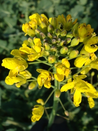 1. Rapsblüte mit RGKs.JPG