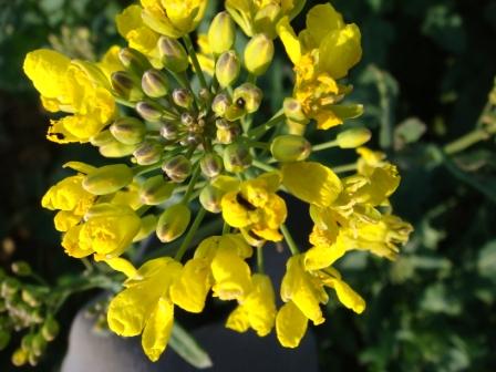 1. Rapsblüte mit Rapsglanzkäfern.JPG