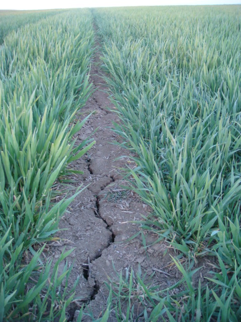 Wintergerste Highlight mit Wassermangel.JPG