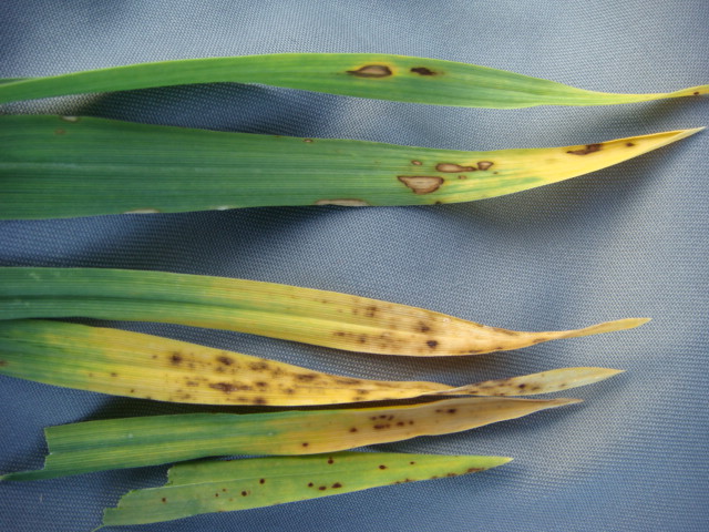 Wintergerste mit Blattkrankheiten.JPG