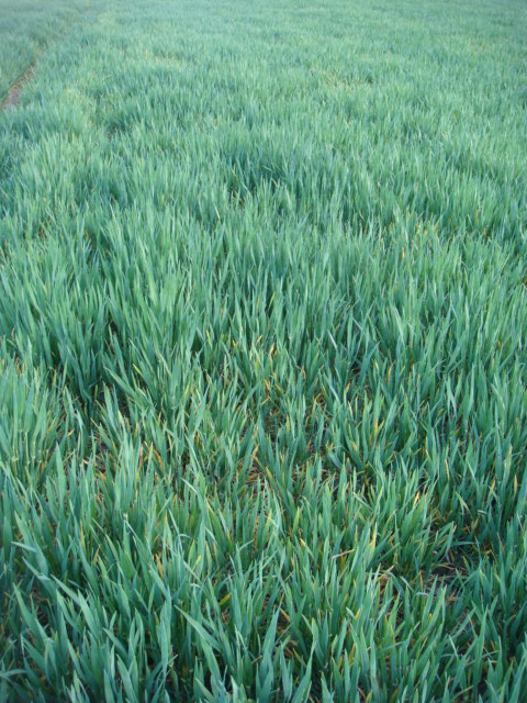 Highlight mit zurückgebliebenen Stellen.JPG