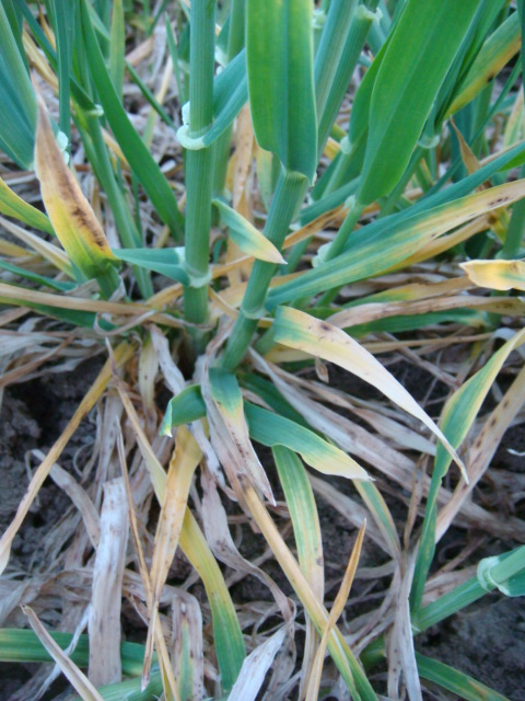 Highlight mit befallenen alten Blättern.JPG