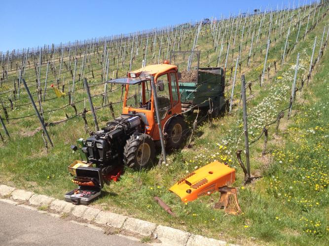 Holder im Weinberg.jpg