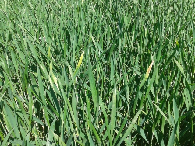 2015-05-18 14.50.40 (640x480).jpg