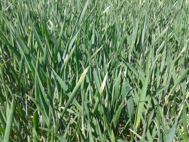 2015-05-18 14.51.16 (640x480).jpg