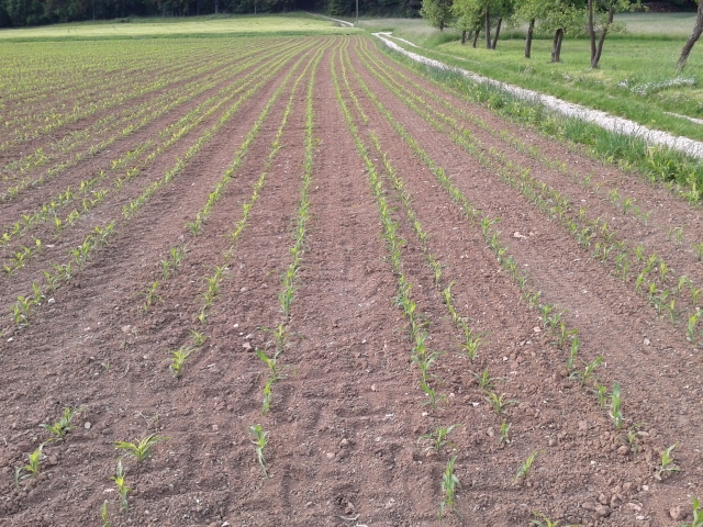 2015-05-26 19.15.19 (640x480).jpg