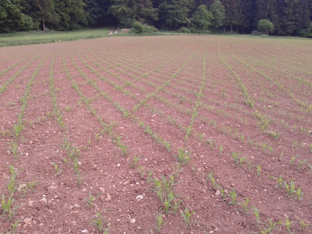 2015-05-26 19.24.14 (640x480).jpg