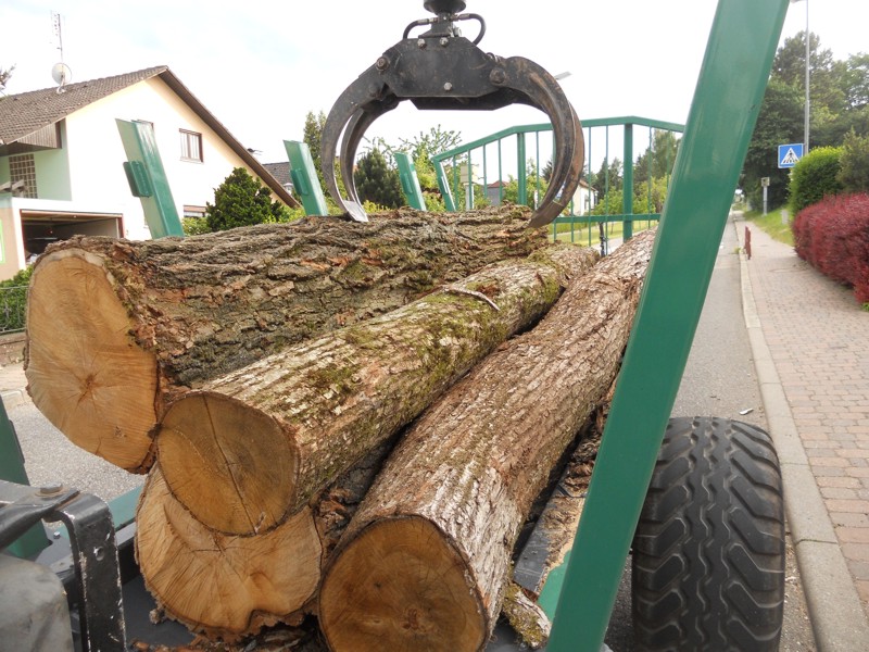 Kastanie und Robinie.jpg