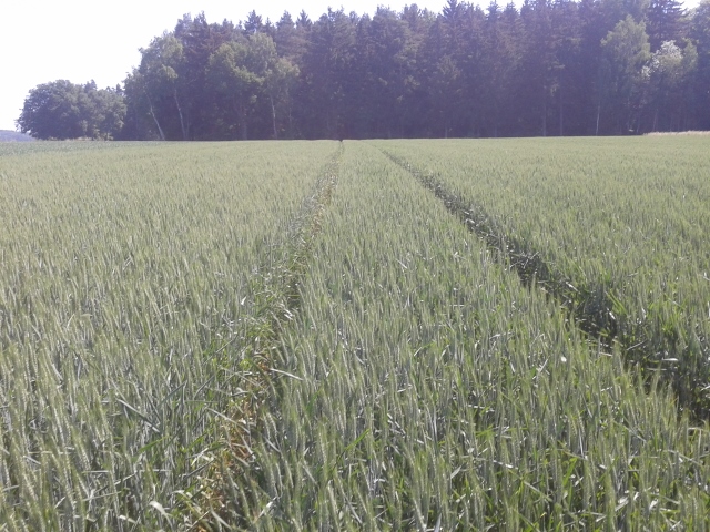 2015-06-05 10.51.32 (640x480).jpg