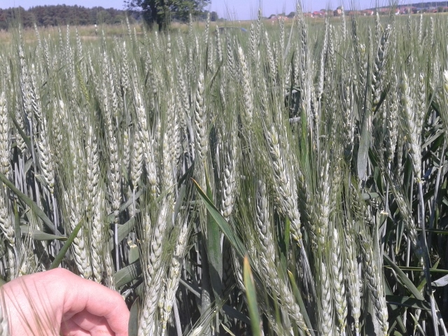 2015-06-05 10.50.51 (640x480).jpg