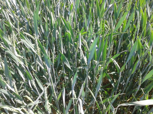 2015-06-05 10.52.50 (640x480).jpg