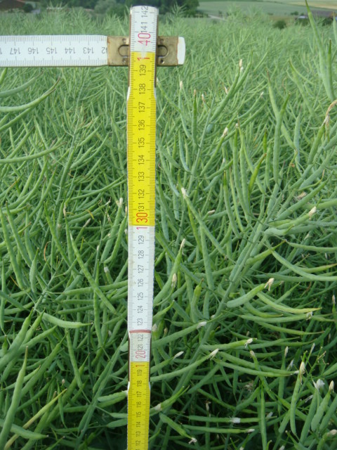 Arabella 7.juni 1.4m.JPG