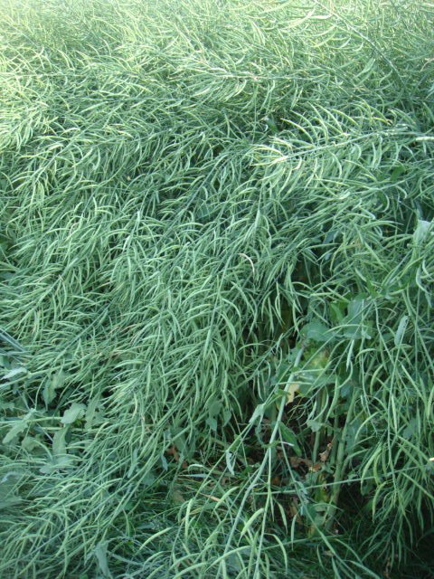 Arabella Vorgewende geht ins Lager 7.Juni.JPG