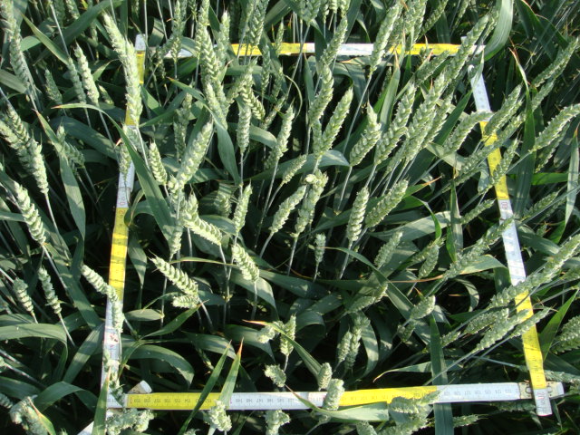 Winis Weizen von oben.JPG