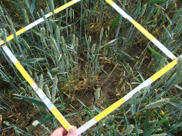 Dünnsaat auf Trockenstandort.JPG