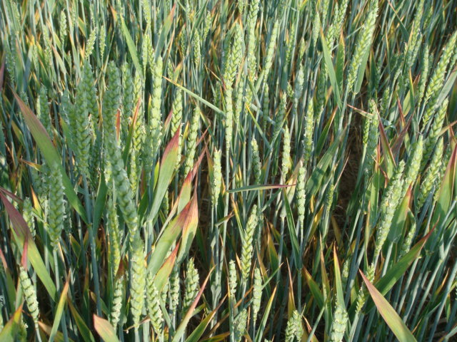 Mäusegift vergessen.JPG