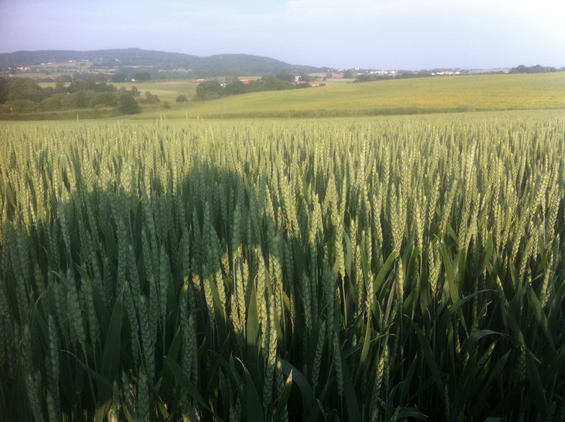 7.6. Nobby's Direktsaat-Weizen.JPG