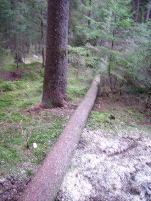 Brennholz und Sturmholz 019.jpg