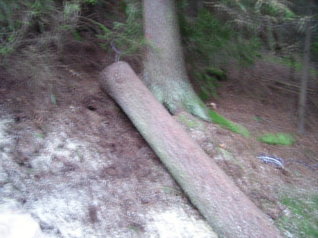 Brennholz und Sturmholz 018.jpg
