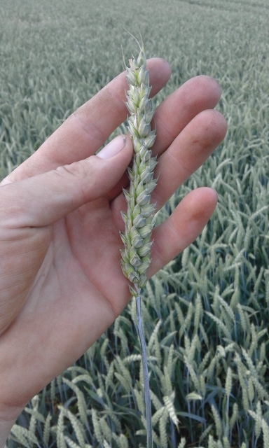 20150707_191655 (384x640).jpg