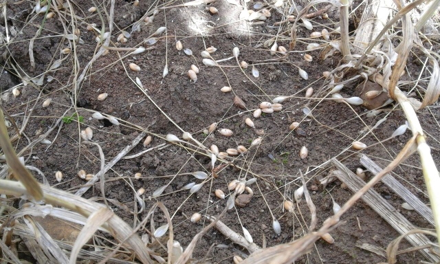 IMG-20150725-WA0012 (640x384).jpg