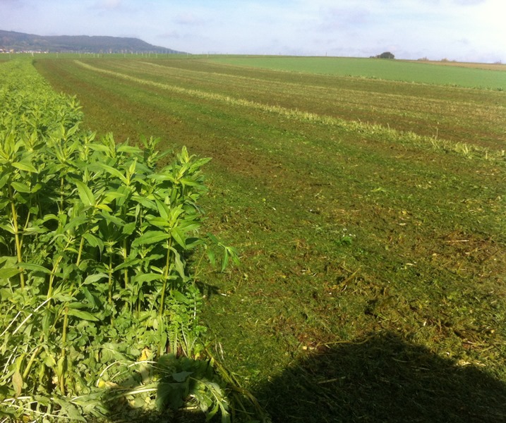 18.10.2014 Gründüngung.JPG