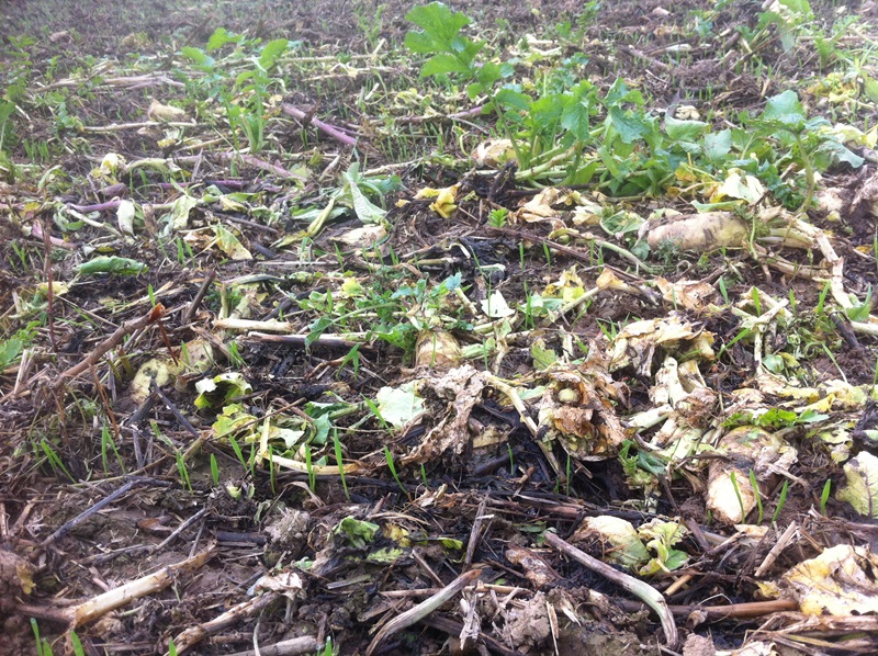 1.11.2014 W.Weizen Seitenansicht .JPG