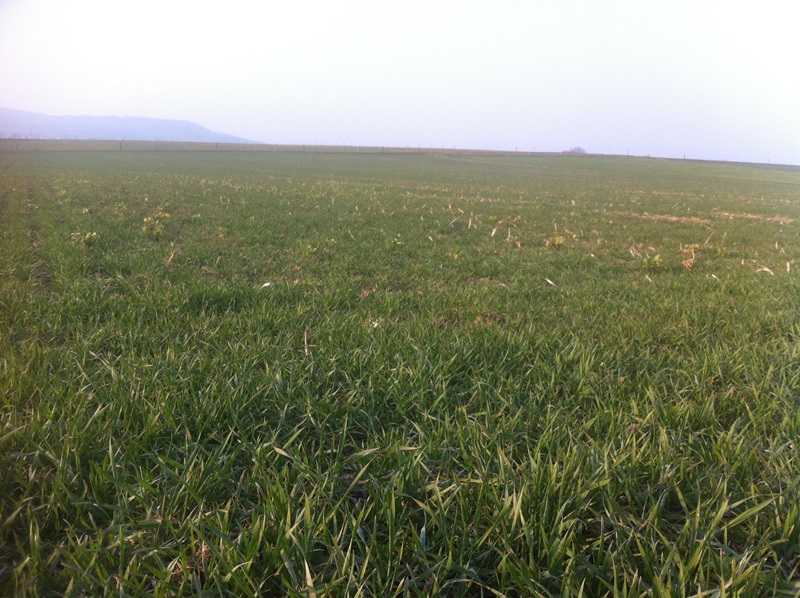 2. Stoppelweizen Asano 20.3.2015.JPG