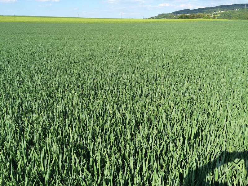 Asano Feldbegehung DS 2 (1).JPG