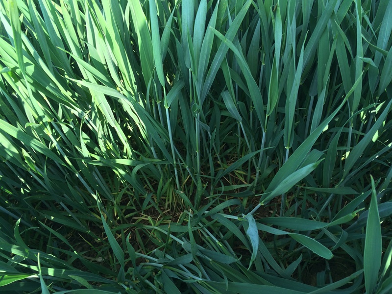 Asano Feldbegehung DS 3 .JPG