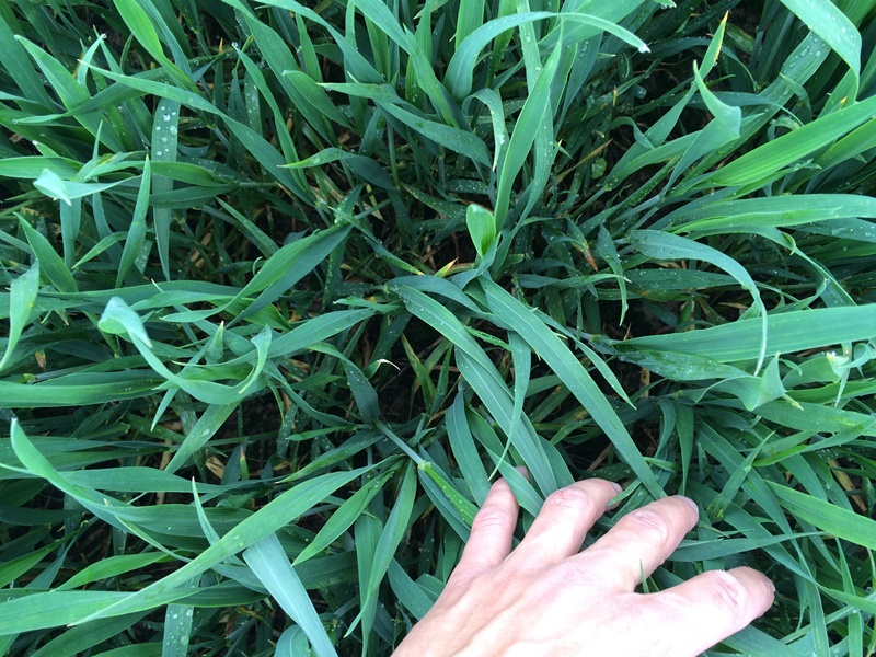 Onlinefeldbegehung Agrowissen.JPG