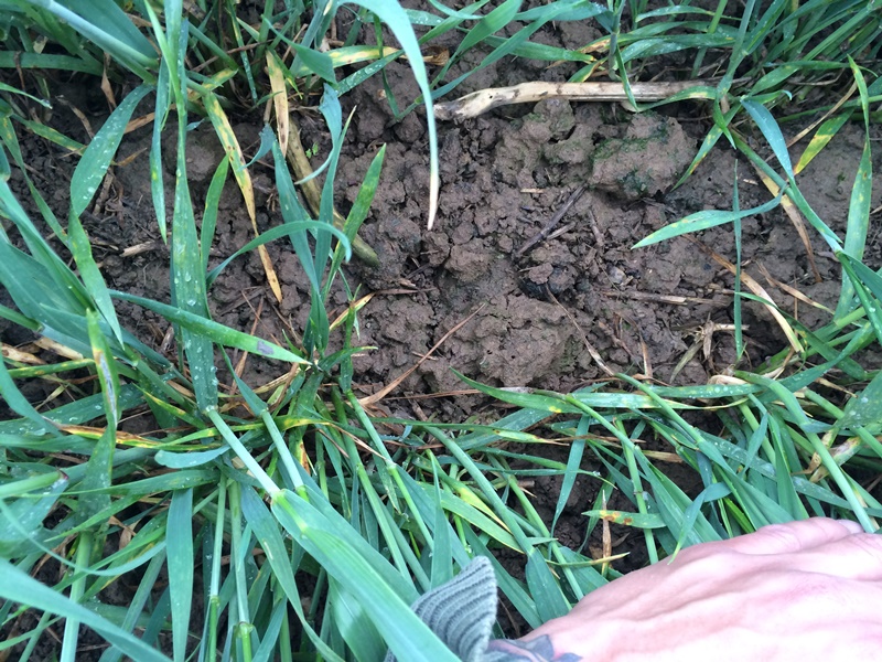 Onlinefeldbegehung 5.5.2015.JPG