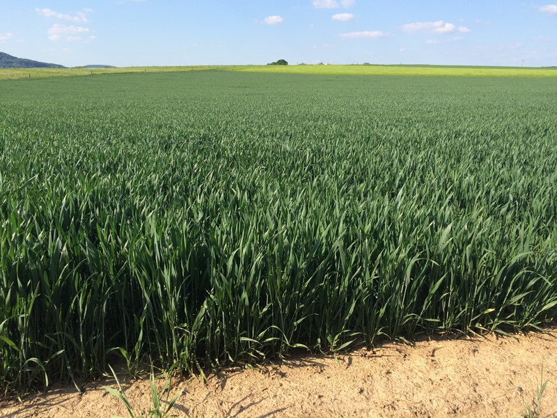 Asano Feldbegehung DS Agrowissen .JPG