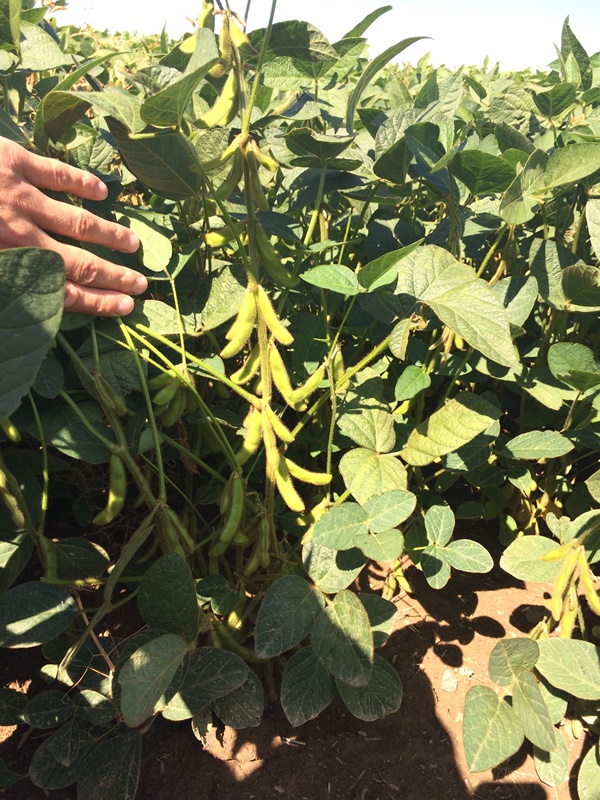 Hülsenansatz Soja Juli 2015.JPG