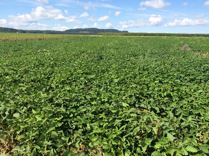 Soja Juli 2015 (2).JPG