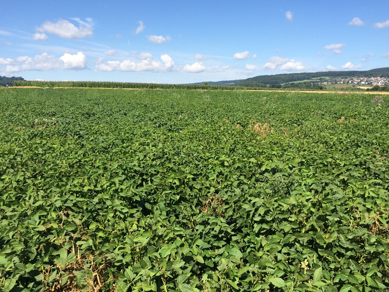 Soja Juli 2015.JPG