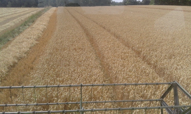 20150804_135825 (640x384).jpg